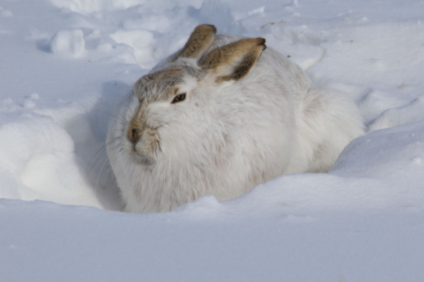 Hiding in the Snow